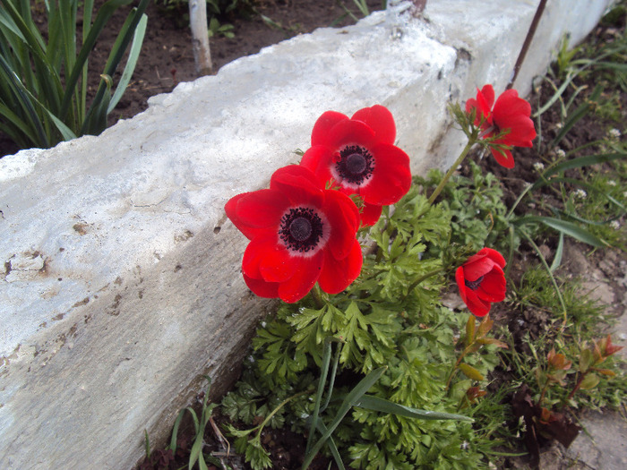 DSC07944 - GRADINA  2011