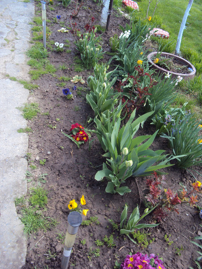 DSC07945 - GRADINA  2011