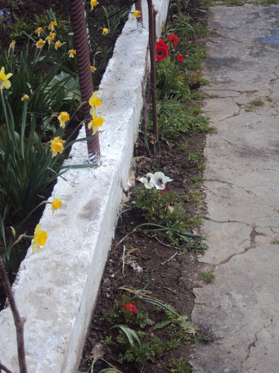 DSC07946 - GRADINA  2011