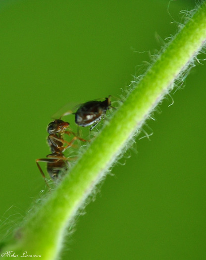 furnica - Animalutele mele
