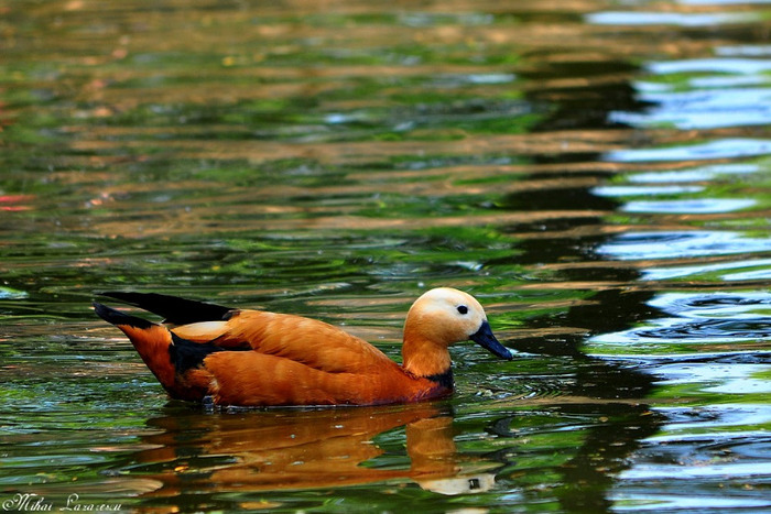 Califar rosu - Animalutele mele