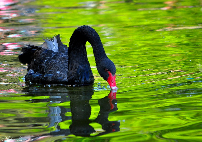 Lebada neagra - Animalutele mele