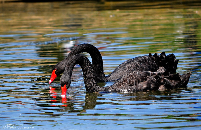 lebede negre