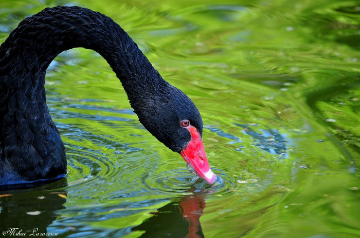 Lebada neagra - Animalutele mele