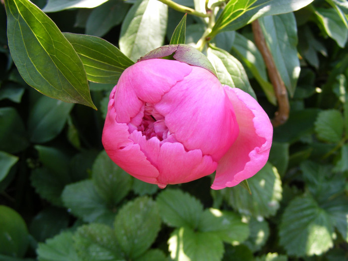 DSCF6548 - Paeonia-Bujori