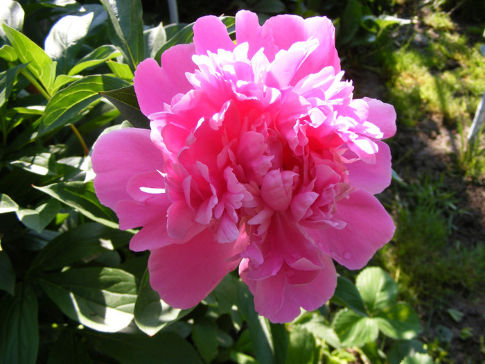 DSCF6549 - Paeonia-Bujori