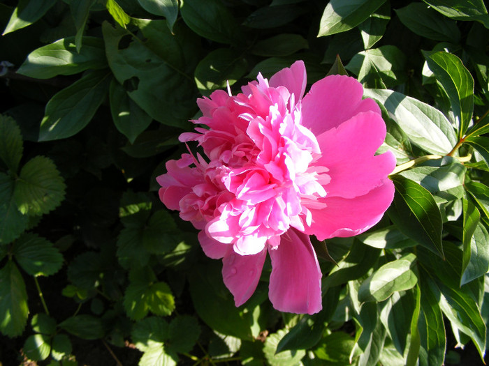 DSCF6545 - Paeonia-Bujori