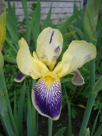 iris salonique