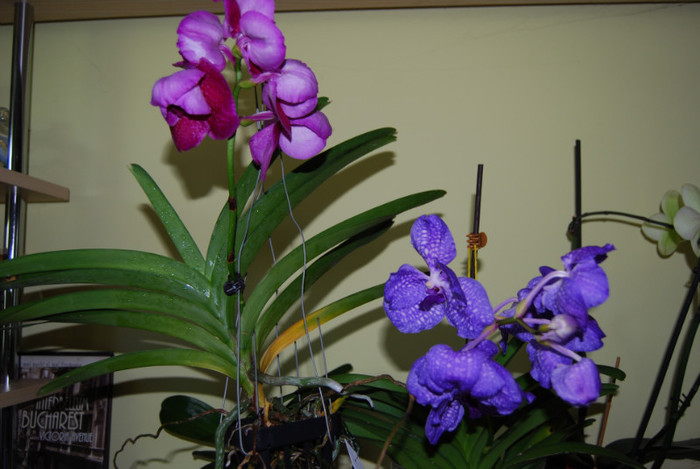 Vanda nr 2 si vanda nr. 3; Achizitia noua - Robert Delight Red
