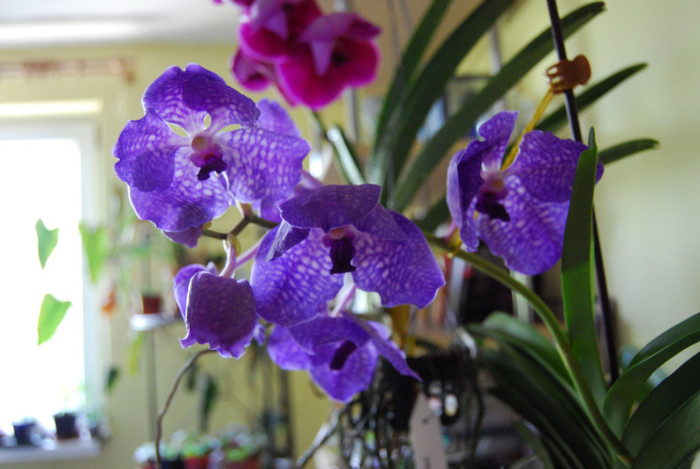  - vanda 2011