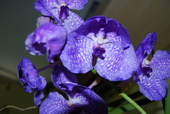 DSC_0487 - vanda 2011