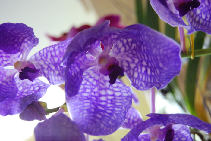 DSC_0488 - vanda 2011