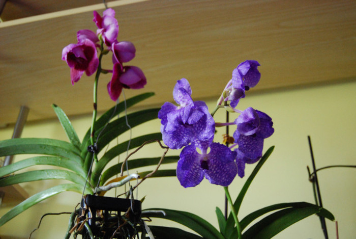 DSC_0489 - vanda 2011