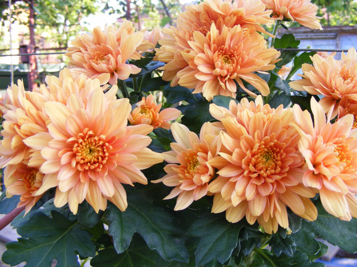 Chrysanthemum - Flori 2011