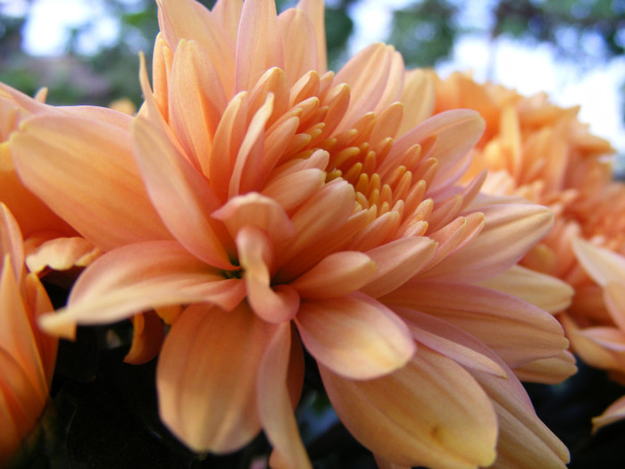 Chrysanthemum - Flori 2011