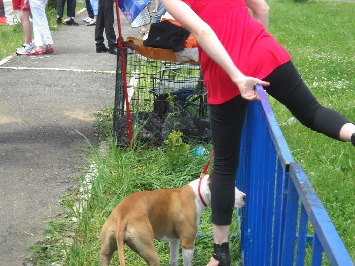 calere pe gard(sau caine...) - FESTIVAL CANIN BISTRITA 2011