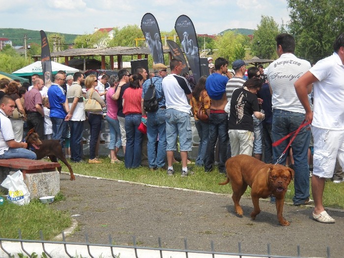 DSCN5829 - FESTIVAL CANIN BISTRITA 2011