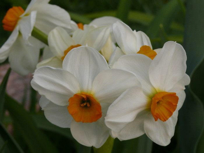 sapte ...dintr-o lovitura...