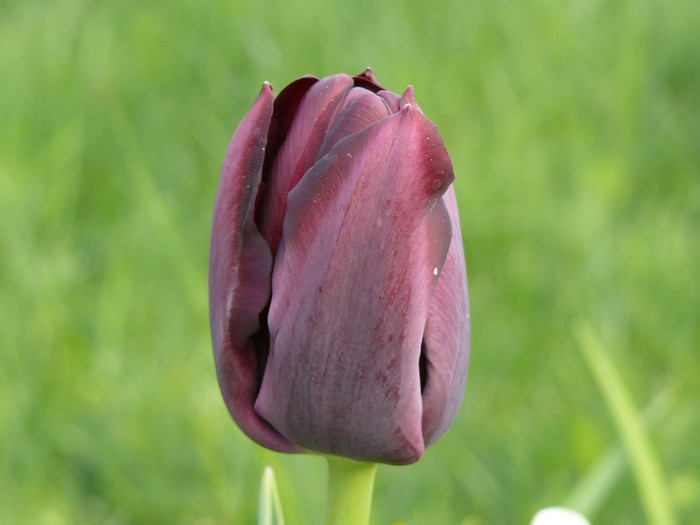 FLORI 21,04,2011 002 - 04_APRILIE