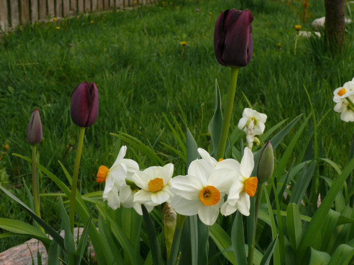 FLORI 21,04,2011 003