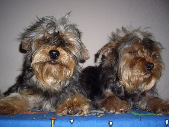 Mafy si Mady - Yorkshire terrier
