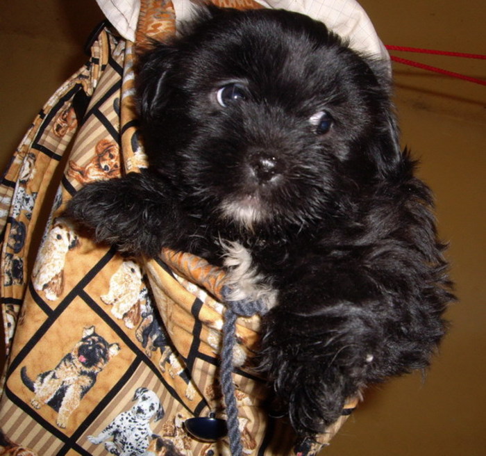 metis shi-tzu cu yorkshire; mascul 7 sapt
