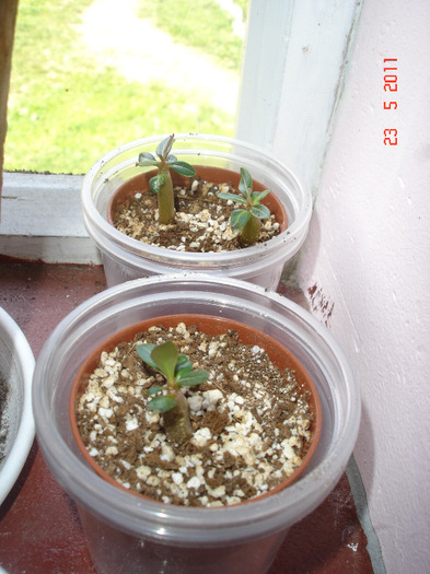 DSC01570 - Adenium