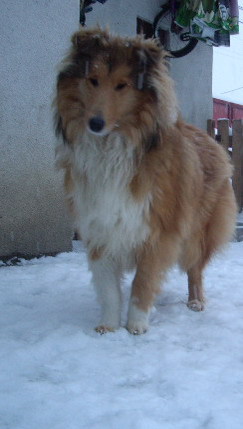 Maia COLLIE - animalele familiei