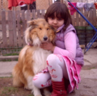 Maia COLLIE - animalele familiei
