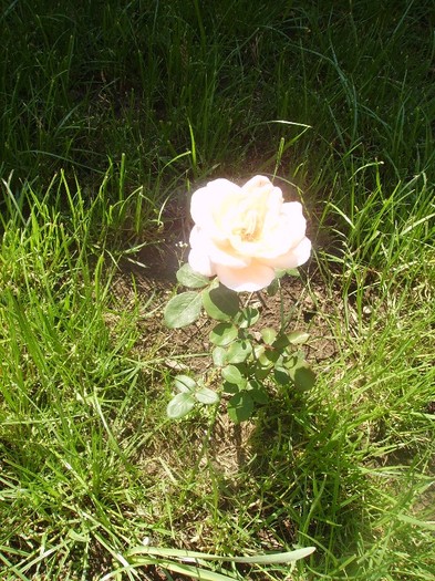 trandafir roz pal - Trandafiri