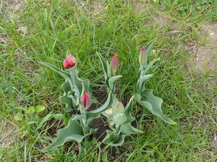 FLORI 21,04,2011 012 - 04_APRILIE