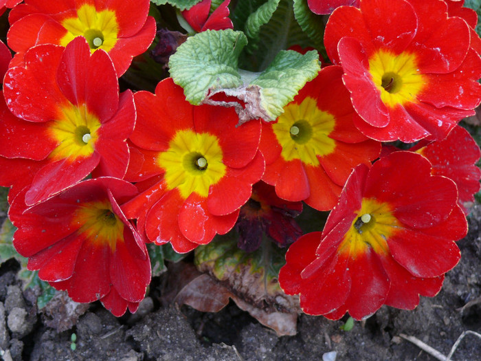 FLORI 21,04,2011 019 - 04_APRILIE