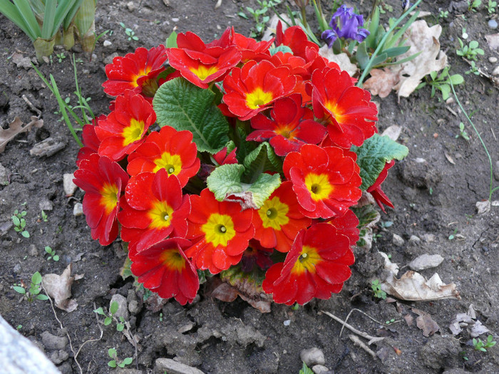 FLORI 21,04,2011 020