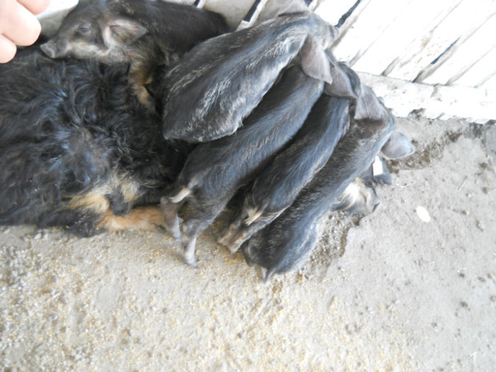 DSCN1289