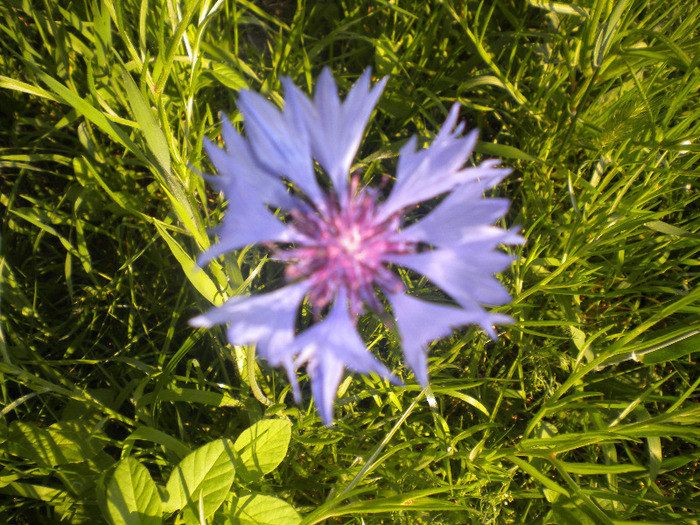 DSCN1063