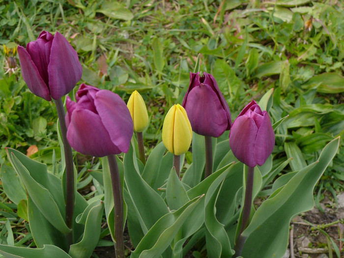 P1030978 - 04_APRILIE