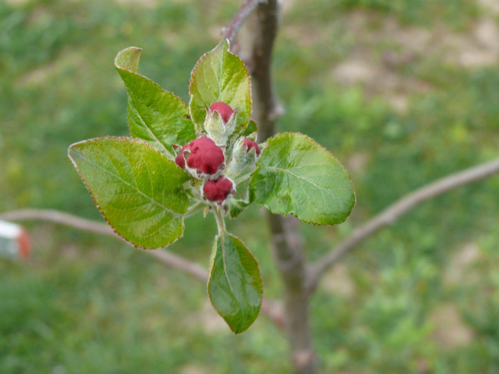 floare mar - 04_APRILIE