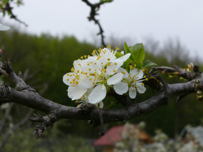 floare prun - 04_APRILIE