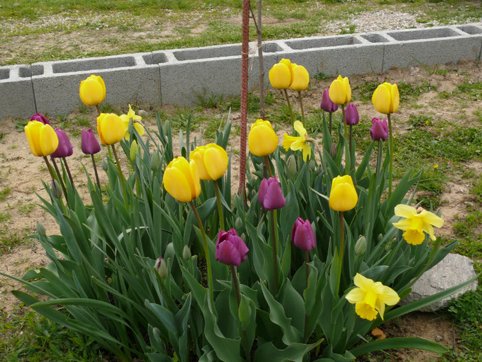 P1030984 - 04_APRILIE