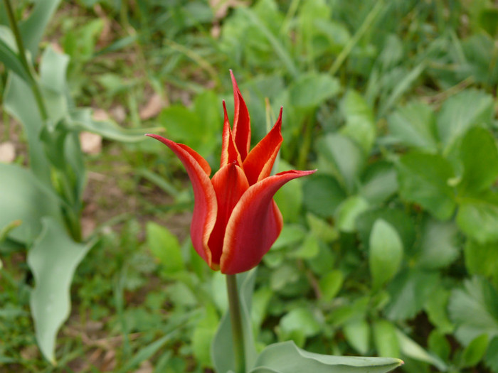 P1030986 - 04_APRILIE