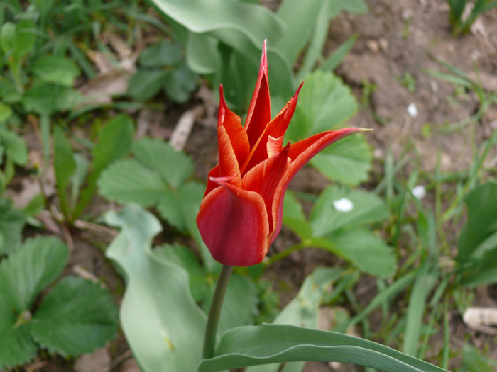 P1030987 - 04_APRILIE