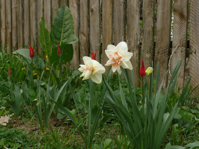 P1030989 - 04_APRILIE