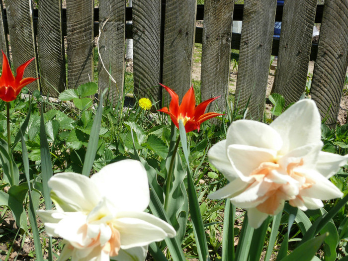 P1030996 - 04_APRILIE