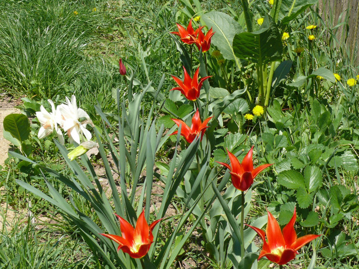 P1030998 - 04_APRILIE