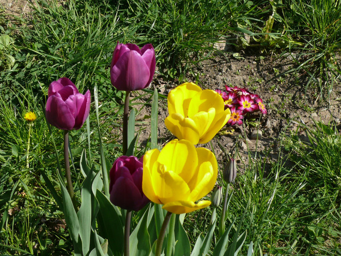 P1040024 - 04_APRILIE
