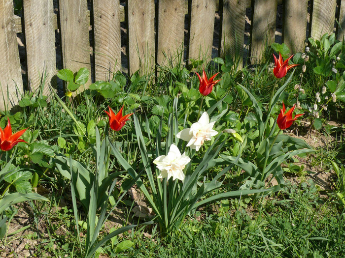 P1040025 - 04_APRILIE