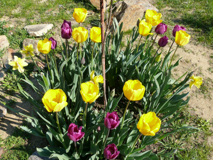 P1040027 - 04_APRILIE