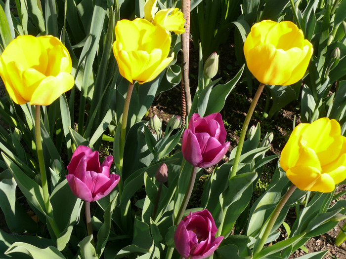 P1040028 - 04_APRILIE