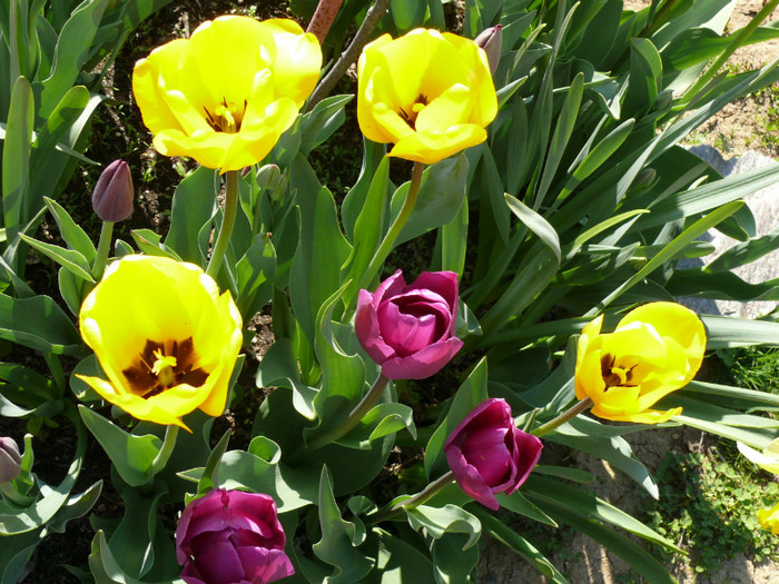 P1040030 - 04_APRILIE