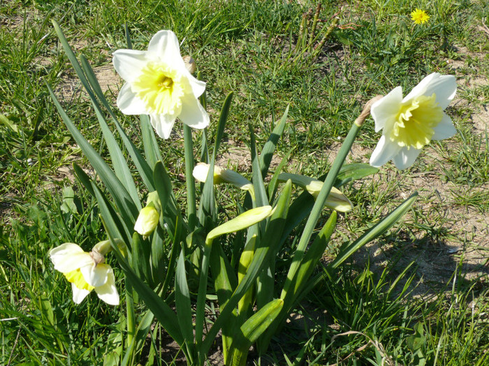 P1040031 - 04_APRILIE